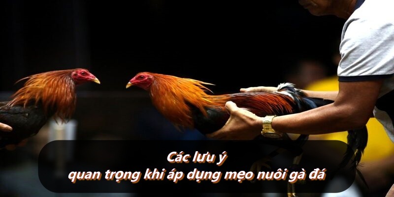 Các lưu ý quan trọng khi áp dụng mẹo nuôi gà đá