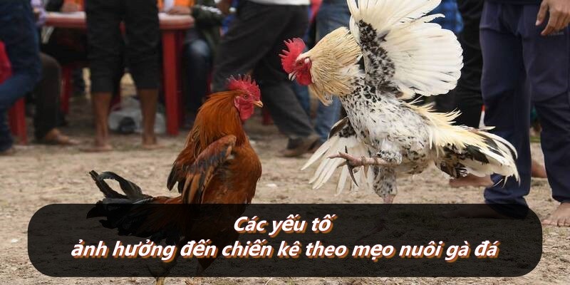 Các yếu tố ảnh hưởng đến chiến kê theo mẹo nuôi gà đá