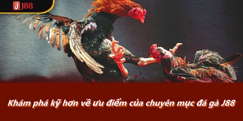 Khám phá kỹ hơn về ưu điểm của chuyên mục đá gà J88