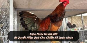 Mẹo Nuôi Gà Đá J88 - Bí Quyết Hiệu Quả Cho Chiến Kê Luôn Khỏe
