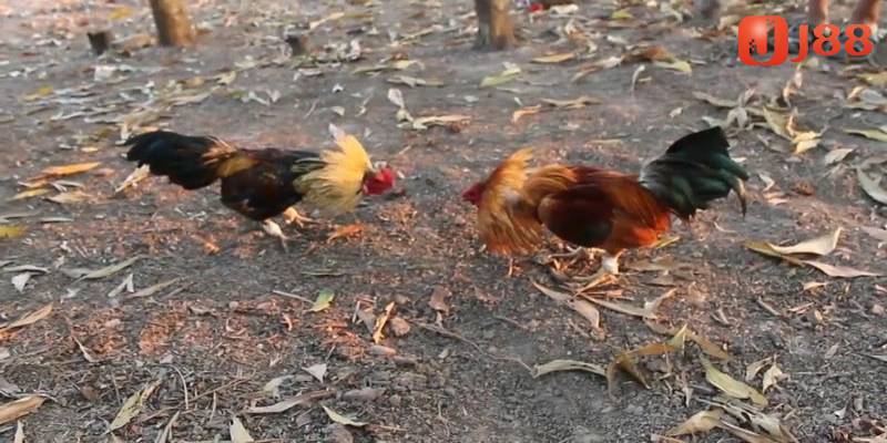 Mẹo từ cao thủ giúp người chơi tham gia đá gà trực tiếp hiệu quả