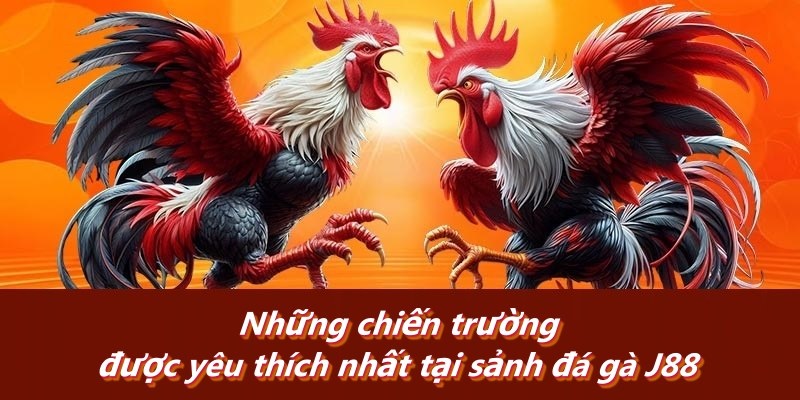 Những chiến trường được yêu thích nhất tại sảnh đá gà J88