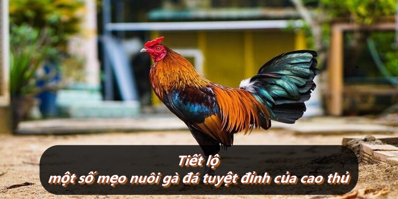 Tiết lộ một số mẹo nuôi gà đá tuyệt đỉnh của cao thủ